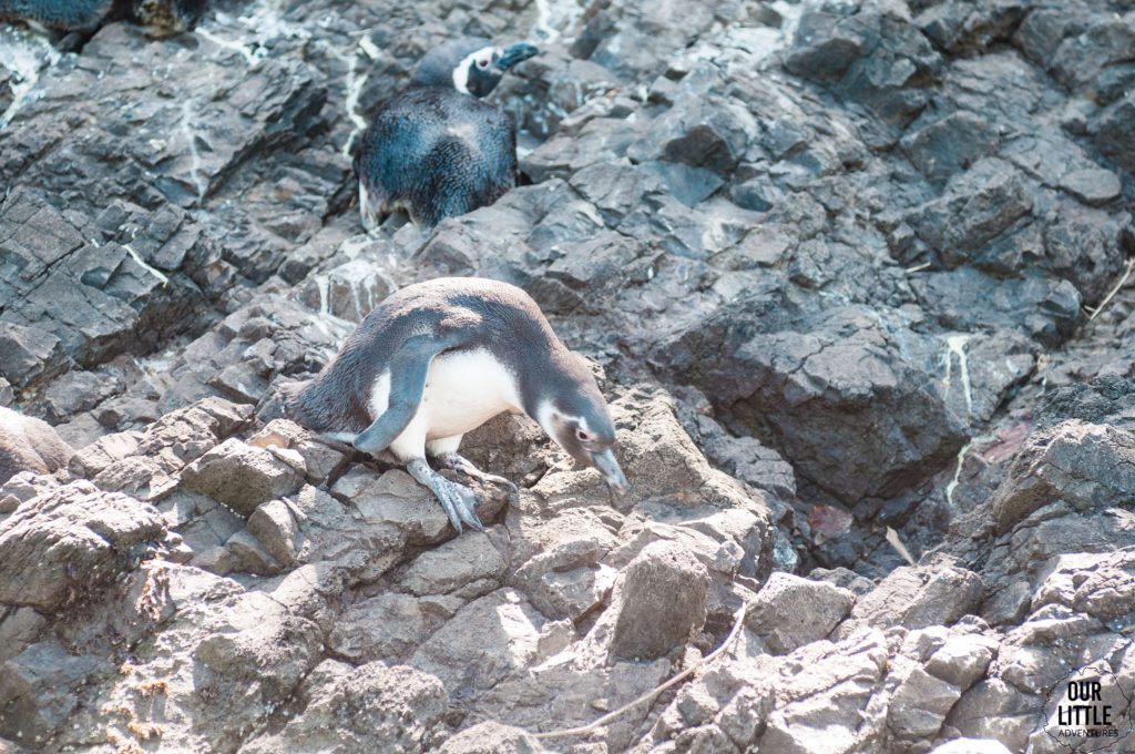 Pingwiny Magellana i Humbolta Chiloe