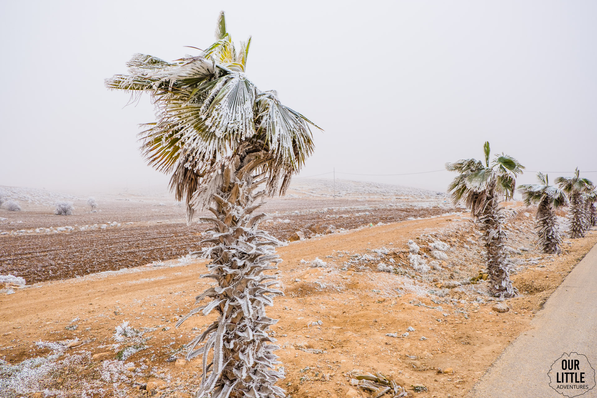 Ośnieżone palmy w styczniu w Wadi musa