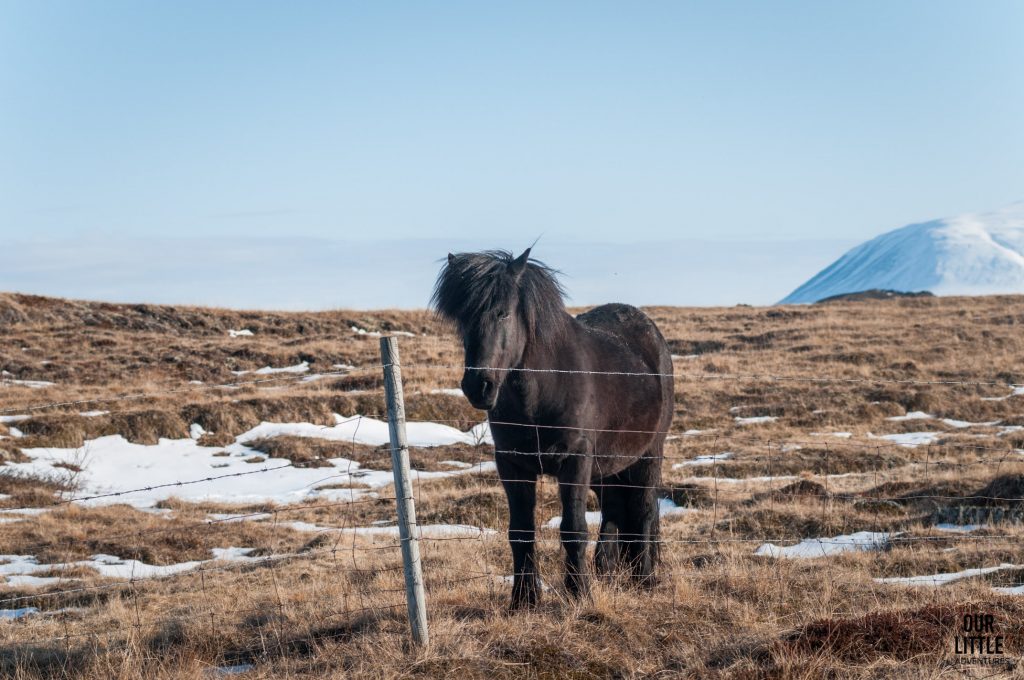 Islandzki koń 