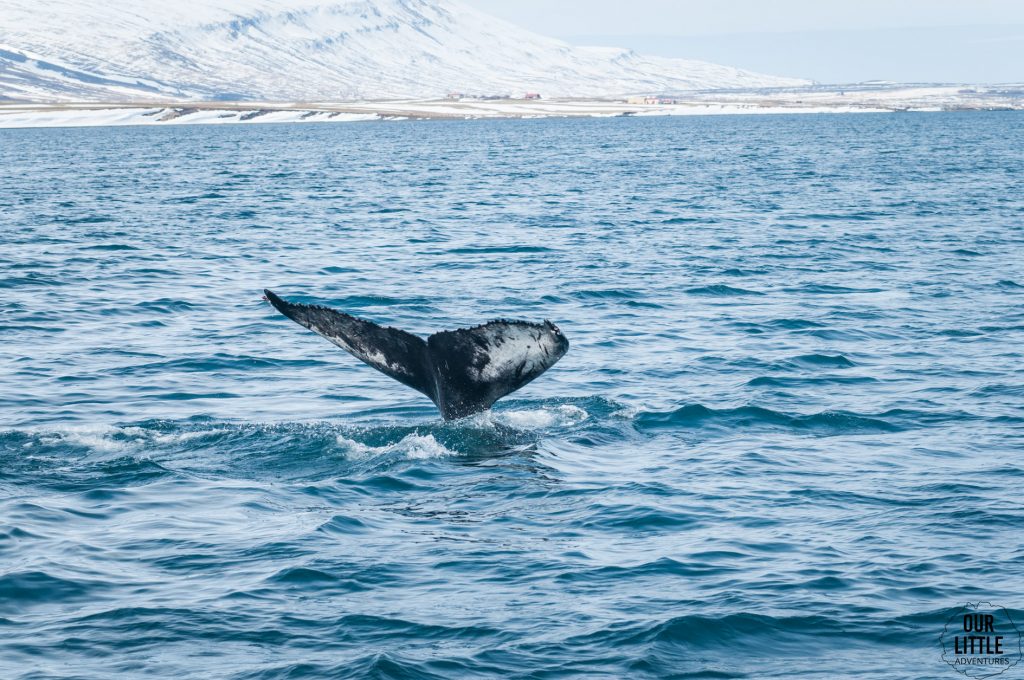 Wieloryb przyłapany we fiordzie Eyjafjordur w Akureyri