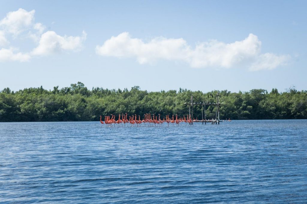 Flamingi na południu Kuby - Laguna Guanaroca, Kuba, Our Little Adventures