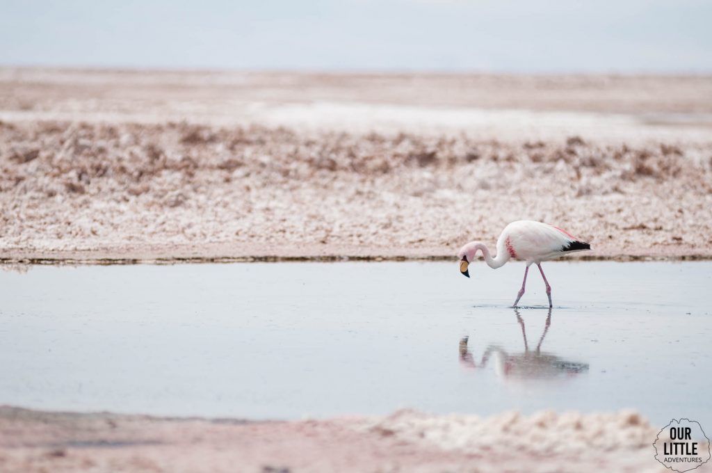 Flaming szukający pożywienia w Flamingi brodzące w Laguna Chaxa