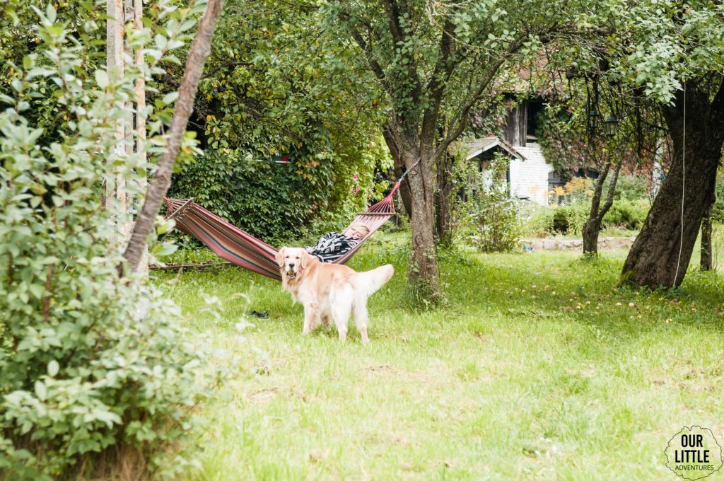 Pies golden retriever w ogrodzie, Co zrobić psem na wakacje?