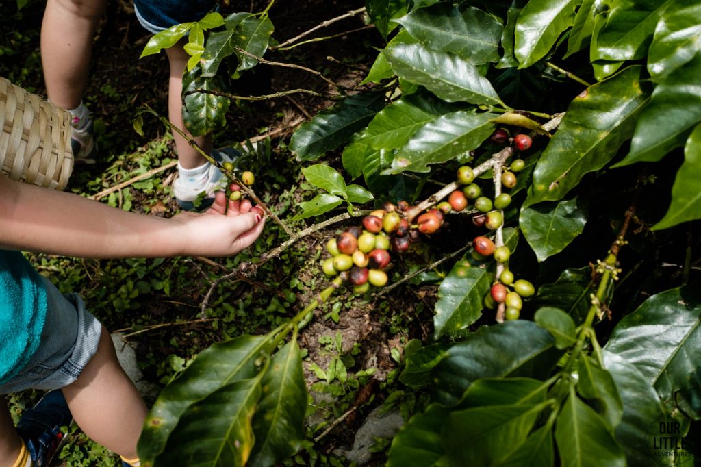 Ziarna kawy na drzewie - kolumbijska kawa