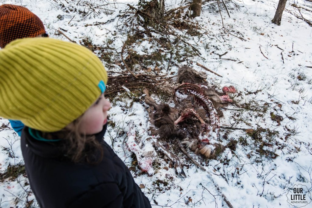 Truchło sarny zabitej przez wilki na Kaszubach -spacer po lesie