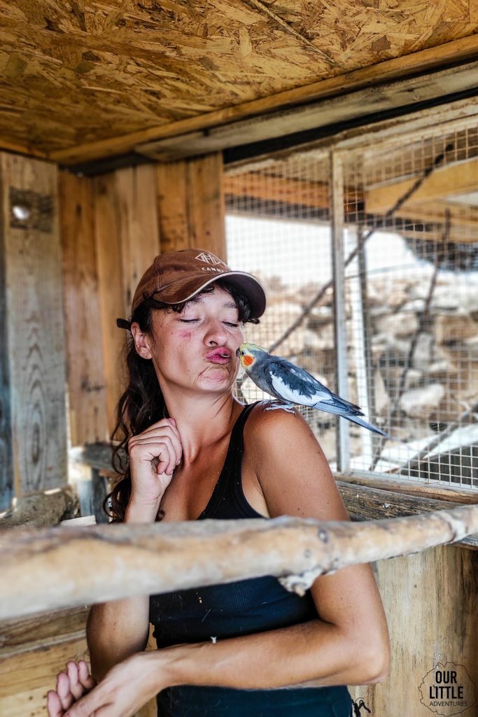 Kobieta karmiąca papugę w Sanktuarium dla zwierząt Teneryfie
