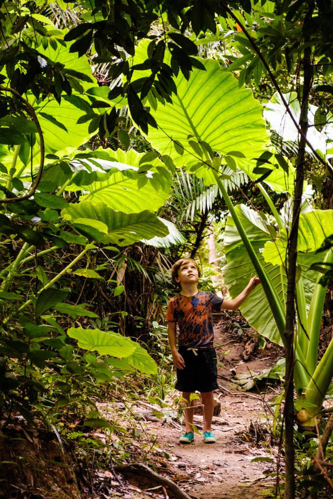 Koh Lanta - 5 powodów, aby spędzić wakacje na Koh Lancie - subiektywny przewodnik po wyspie, zdjęcie OurLittleAdventures.pl, na którym chłopiec stoi pod tropikalnymi liścmi w dżungli