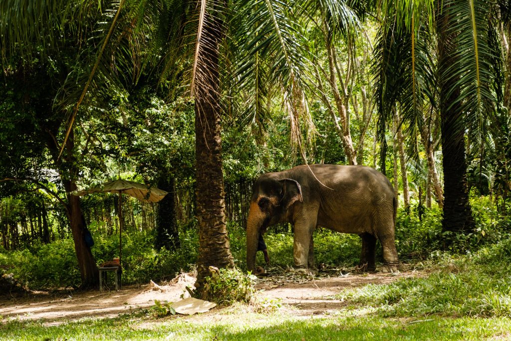 słoń stojący z schronisku dla słoni, Koh Lanta, Tajlandia, zdjęcie pochodzi z tekstu: Słonie w Tajlandii - dlaczego warto trochę o nich poczytać, zanim się je odwiedzi?, OurLittleAdventures.pl