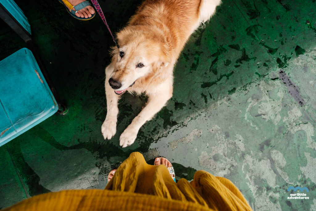 Pies na promie z Surat Thani do Koh Samui, zdjęcie pochodzi z tekstu Koh Samui co warto zobaczyć - 5 miejsc, tekst z bloga Ourlittleadventures.pl