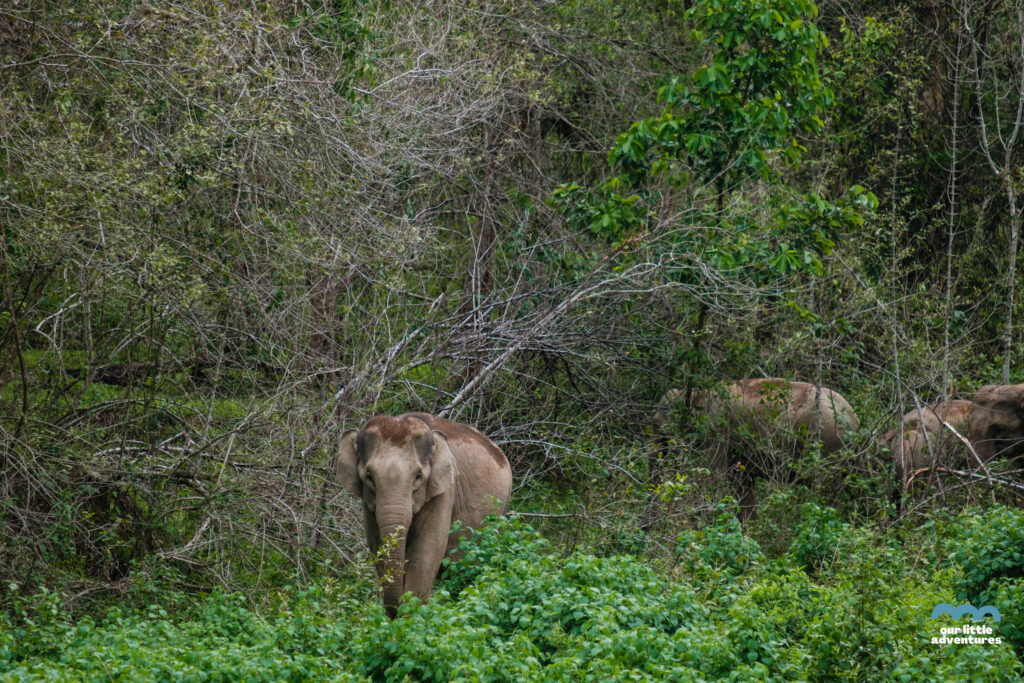 Wild elephants in the jungle - a photo from OurLittleAdventures.pl blog: Kui Buri National Park in Thailand - Where Wild Elephants Are