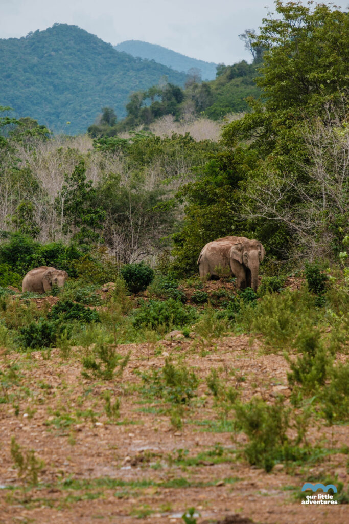 Wild elephants in the jungle - a photo from OurLittleAdventures.pl blog: Kui Buri National Park in Thailand - Where Wild Elephants Are