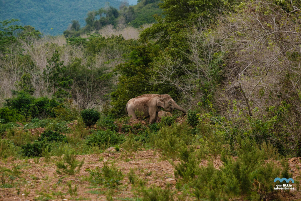 Dzikie słonie idą przez dżunglę - zdjęcie autorstwa OurLittleAdventures z tekstu na blogu ourlittleadventures.pl pt. Kui Buri National Park w Tajlandii 