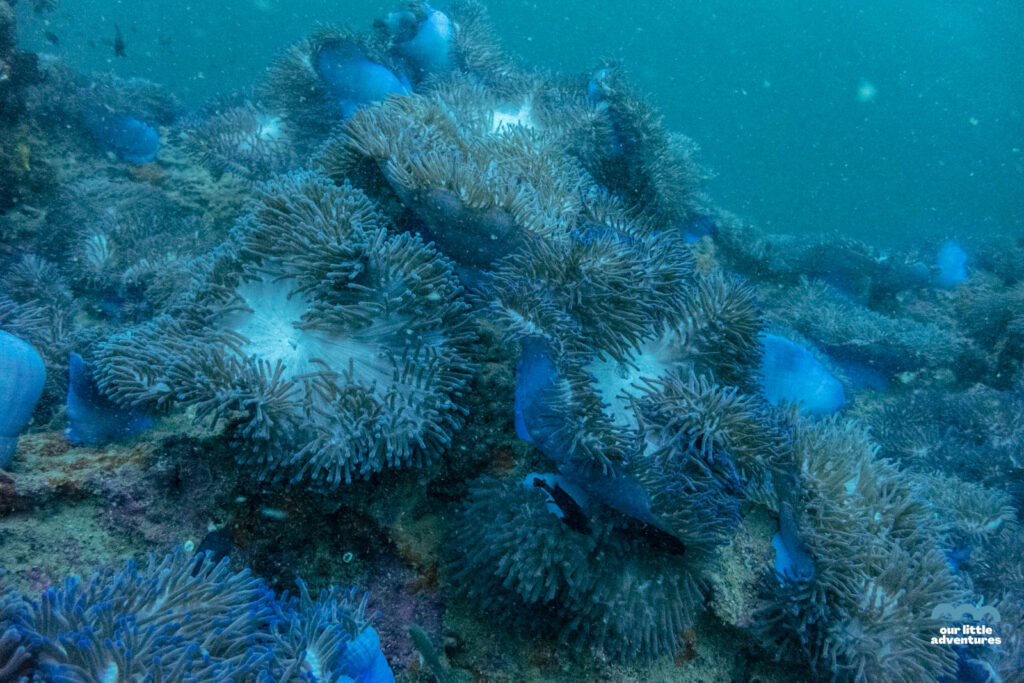 miękkie korale na Sail Rock Koh Phangan