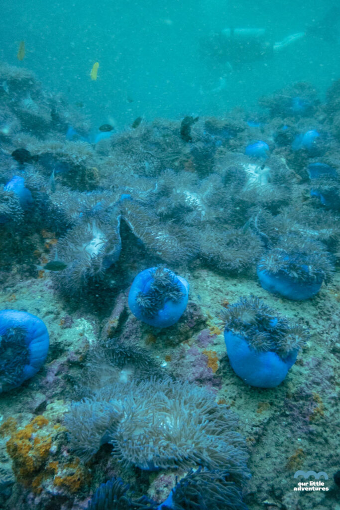 miękkie korale na Sail Rock Koh Phangan