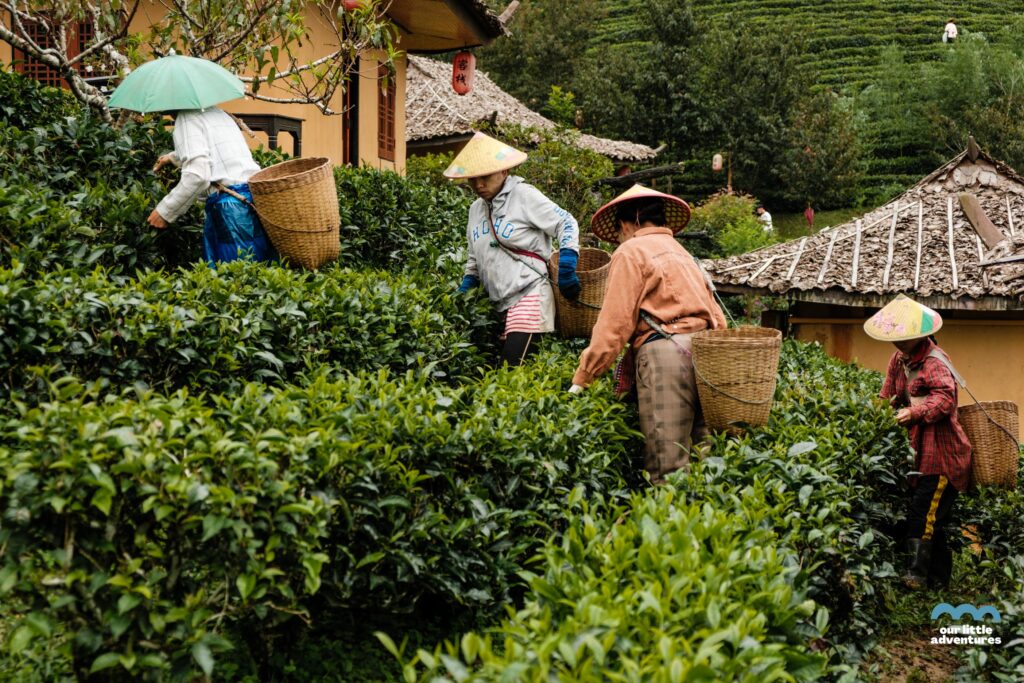kobiety zbierające liście herbaty w ban rak thai